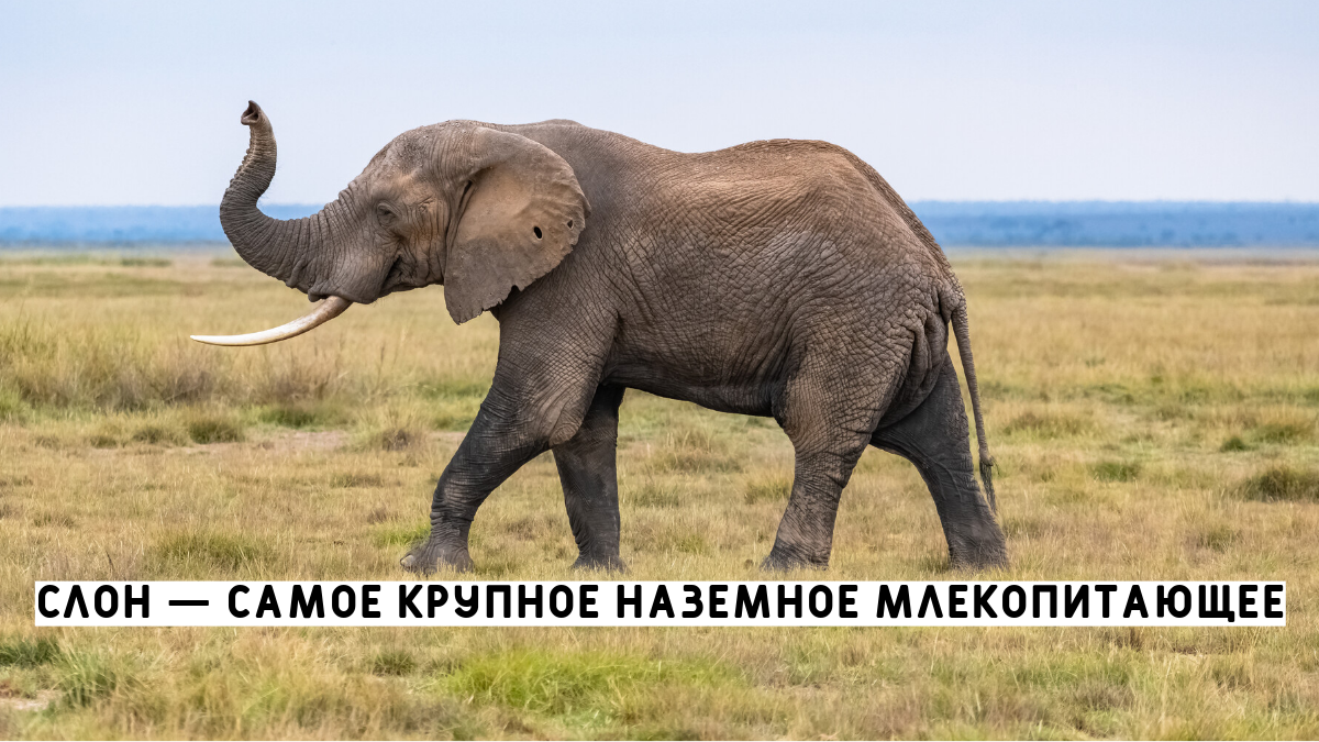 Взрослый слон. Самое крупное наземное млекопитающее. Необычные факты о слонах. 3 Факта о слонах.